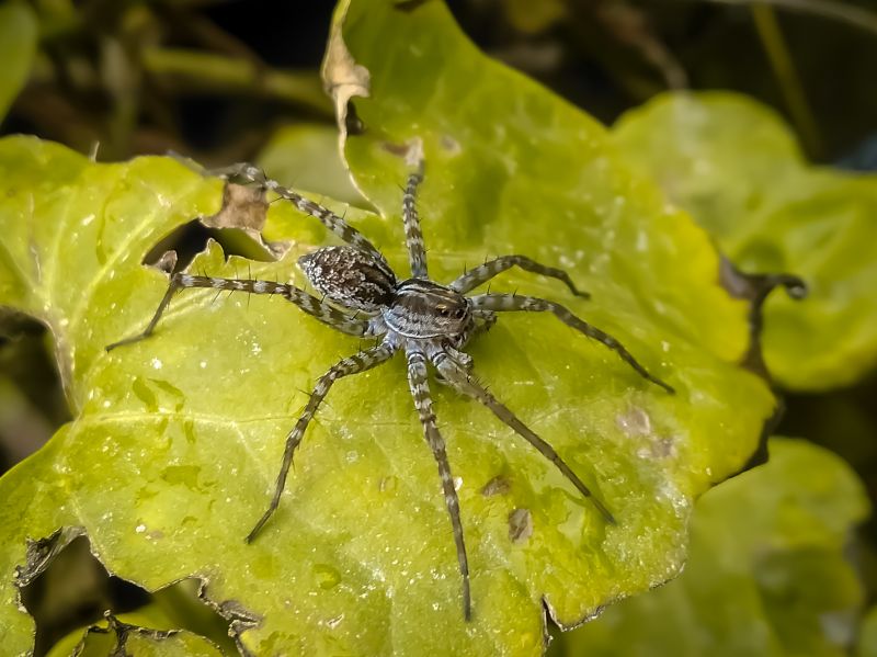 Common Spiders Extermination in Frisco, TX