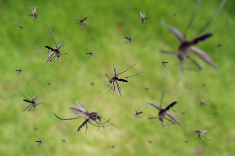 Fly Pest Control in Katy, TX